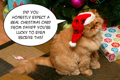 Merry Christmas from David.. meow